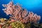 sea fan or gorgonian on the slope of a coral reef