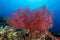 sea fan or gorgonian on the slope of a coral reef