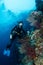 sea fan or gorgonian on the slope of a coral reef with visible water surface