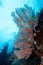 sea fan or gorgonian on the slope of a coral reef with visible water surface