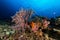 sea fan or gorgonian on the slope of a coral reef with visible water surface