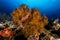 sea fan or gorgonian on the slope of a coral reef with visible water surface