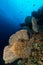 sea fan or gorgonian on the slope of a coral reef with visible water surface and fish and woman diver