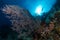 sea fan or gorgonian on the slope of a coral reef with visible water surface and fish and woman diver