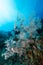 sea fan or gorgonian on the slope of a coral reef with visible water surface and fish and woman diver