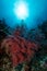 sea fan or gorgonian on the slope of a coral reef with visible water surface and fish and woman diver