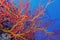 Sea Fan, Sea Whips, Bunaken National Marine Park, North Sulawesi, Indonesia