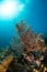 sea fan on the slope of a coral reef with visible sun and rays