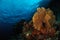 Sea fan Subergorgia mollis in Banda, Indonesia underwater photo