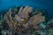 Sea Fans Growing on Shallow Reef in Caribbean