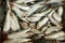 Sea fish anchovy