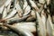 Sea fish anchovy