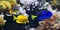 Sea fish, Blue tang Paracanthurus hepatus, Copperband Butterflyfish Chelmon rostratus and Yellow tang Zebrasoma flavescens.