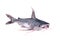 Sea fish gafftopsail catfish Bagre marinus with open mouth. Is