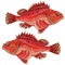 Sea fish grouper red ugly