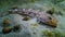 Sea fish Knout goby (Mesogobius batrachocephalus) lies on the bottom covered with seashells