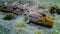 Sea fish Knout goby (Mesogobius batrachocephalus) lies on the bottom covered with seashells