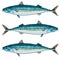 Sea fish mackerel in shades of blue tones