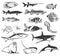 Sea fish and ocean animal isolated icons