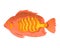 Sea fish, sea flounder on a white background. Zoological concept. Sea animals illustration