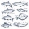 Sea fish sketch vector isolated icons