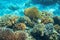 Sea fish wildlife in coral reef. Tropical seashore inhabitants underwater photo.