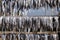 Sea fishes drying under the Sun