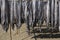 Sea fishes drying under the Sun