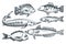 Sea fishes set, isolated on white background. Hand drawn sketch vector illustration. Seafood market food design elements