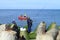 Sea fishing - fishermen catch a sprat in the Baltic Sea