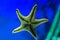 Sea five-pointed star on aquarium glass