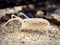 sea flea or sand hopper (Talitrus saltator) on the sea sand with blurred background