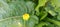 a sea of flowers of bright yellow buttercups (ranunculus)