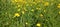 a sea of flowers of bright yellow buttercups (ranunculus)