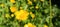 a sea of flowers of bright yellow buttercups (ranunculus)