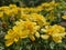 A sea of flowers made of beautiful bright yellow marigolds (Calendula Officinalis)