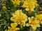 A sea of flowers made of beautiful bright yellow marigolds (Calendula Officinalis)