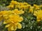 A sea of flowers made of beautiful bright yellow marigolds (Calendula Officinalis)