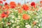 Sea of flowers of white and yellow flowers of odorless chamomile, in between red poppies. The photo radiates positive energy and