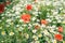 Sea of flowers of white and yellow flowers of odorless chamomile, in between red poppies. The photo radiates positive energy and