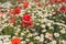 Sea of flowers of white and yellow flowers of odorless chamomile, in between red poppies. The photo radiates positive energy and