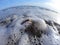 Sea foam washes large shells into the sea.