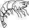 Sea food fish shellfish crabs delicacies. Graphic illustration