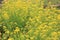 A sea of Golden rapeseed in the park