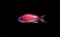 Sea goldie Anthias fish - Pseudanthias squamipinnis