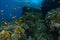 Sea goldie fish swim inside the coral garden in Sharks reef