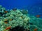 Sea goldie or orange basslet, lyretail coralfish, lyretail anthias Pseudanthias squamipinnis undersea