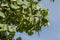 Sea Grape Branch Against Blue Sky Background