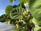 sea grape leaf and ocean on the beach