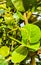 Sea grape plant tree with leaves grapes and seeds Mexico